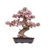 Maqueta Sakura Bonsai Robotime